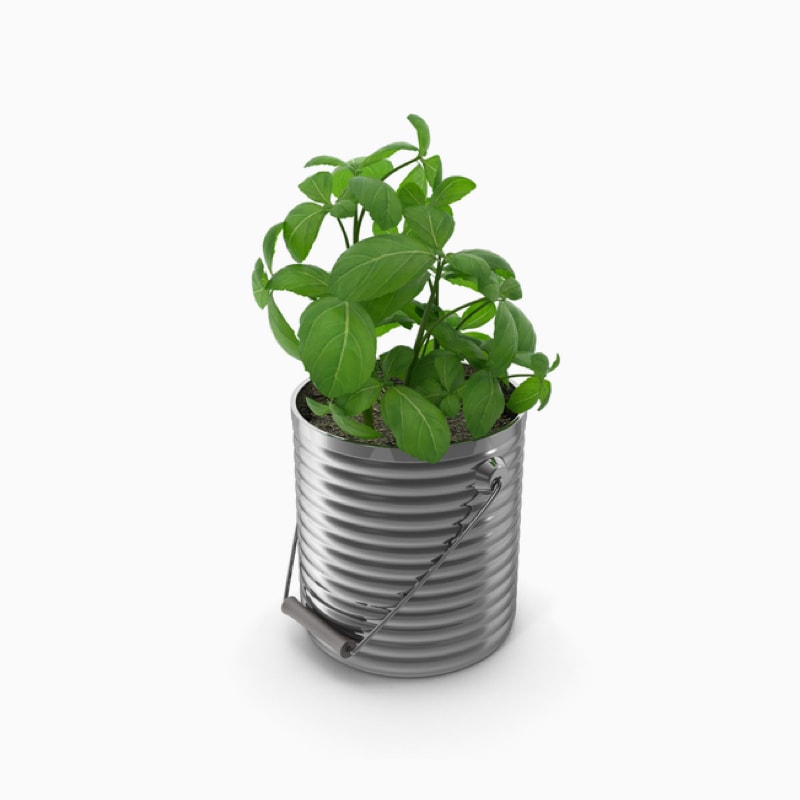 product-11 گل آپارتمانی فیکوس الاستیکا بلک - تصویر 1